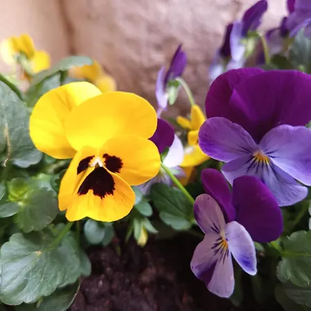 Dimora Visconti Apartment