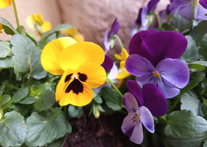 Dimora Visconti Apartment